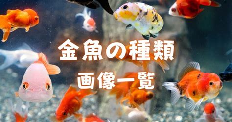 夜市金魚品種|【人気順】金魚の種類一覧｜画像と特徴をご紹介